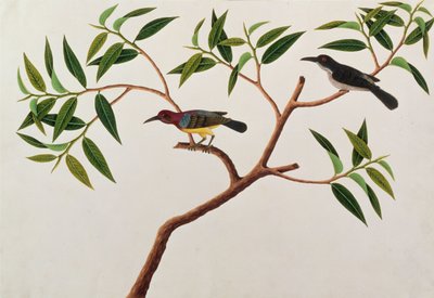 Humming Bird, Boorong cherichap, from Drawings of Birds from Malacca, c.1805-18 by Chinese School